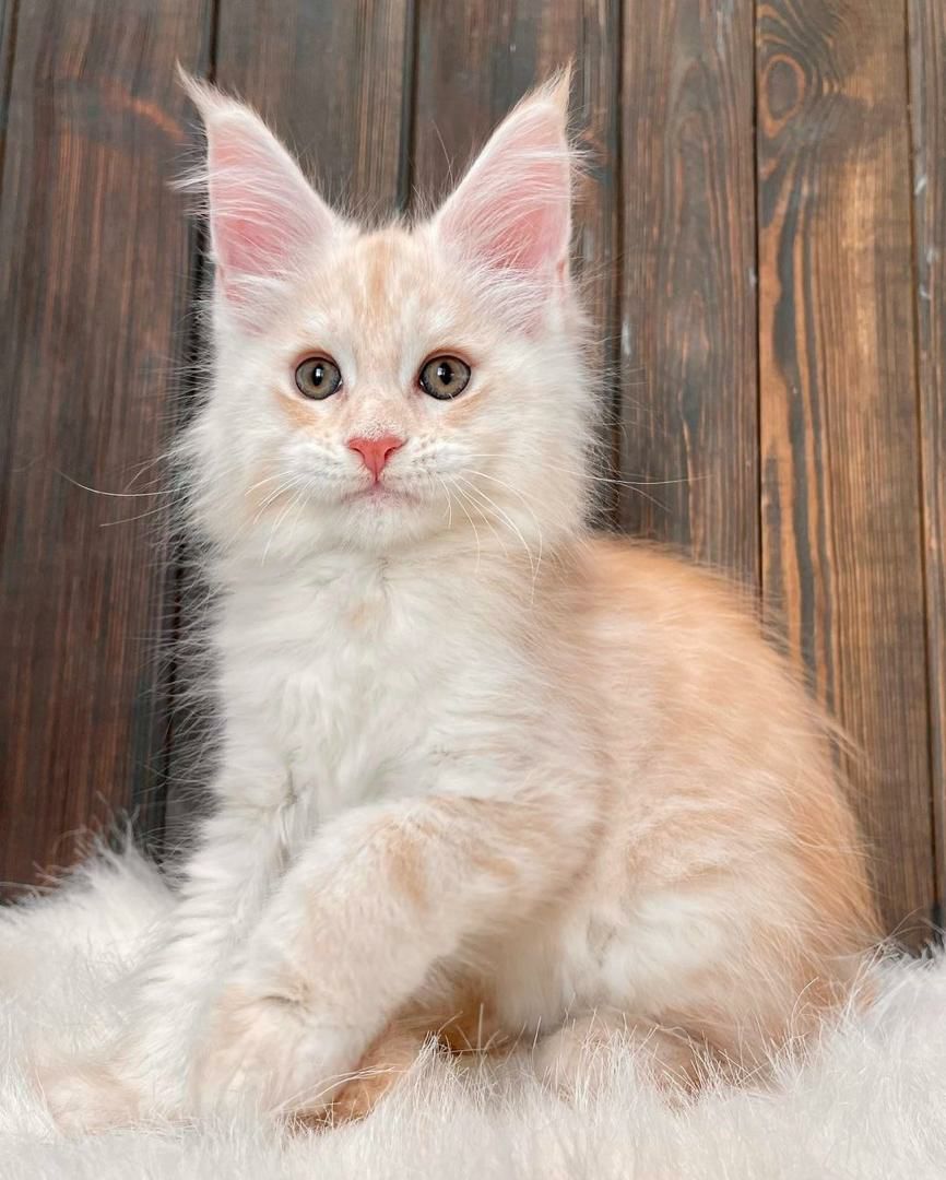 Bella – Maine Coon Kitten