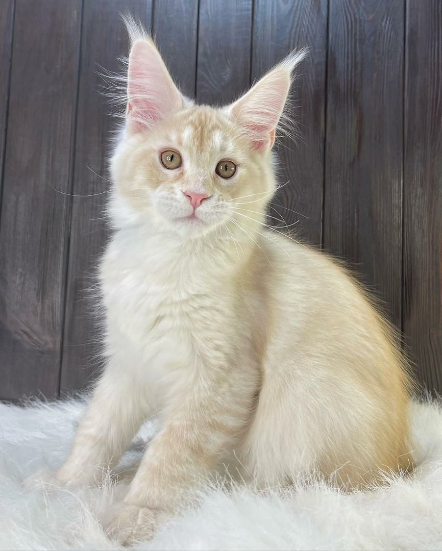 Coco – Maine Coon Kitten