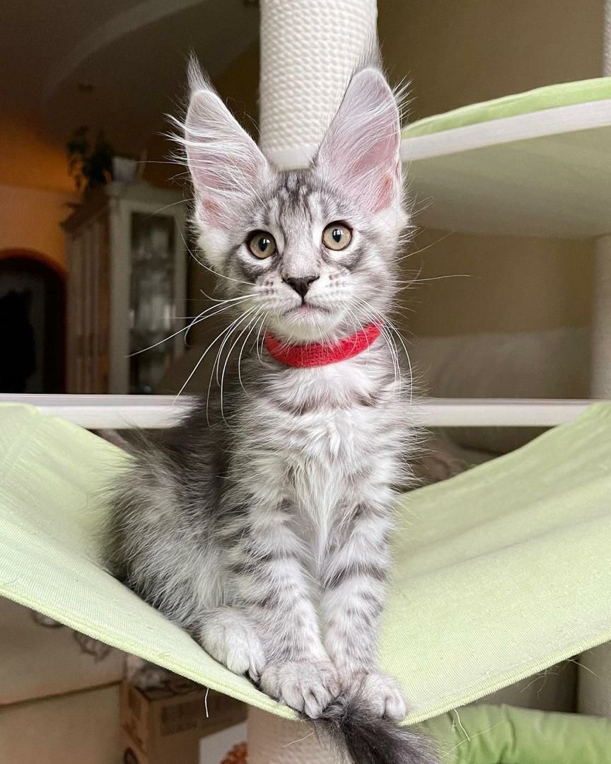 Finn – Maine Coon Kitten