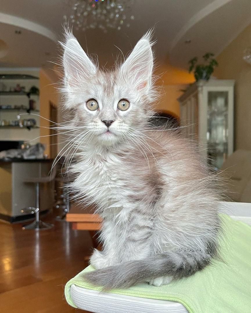 Hans – Maine Coon Kitten