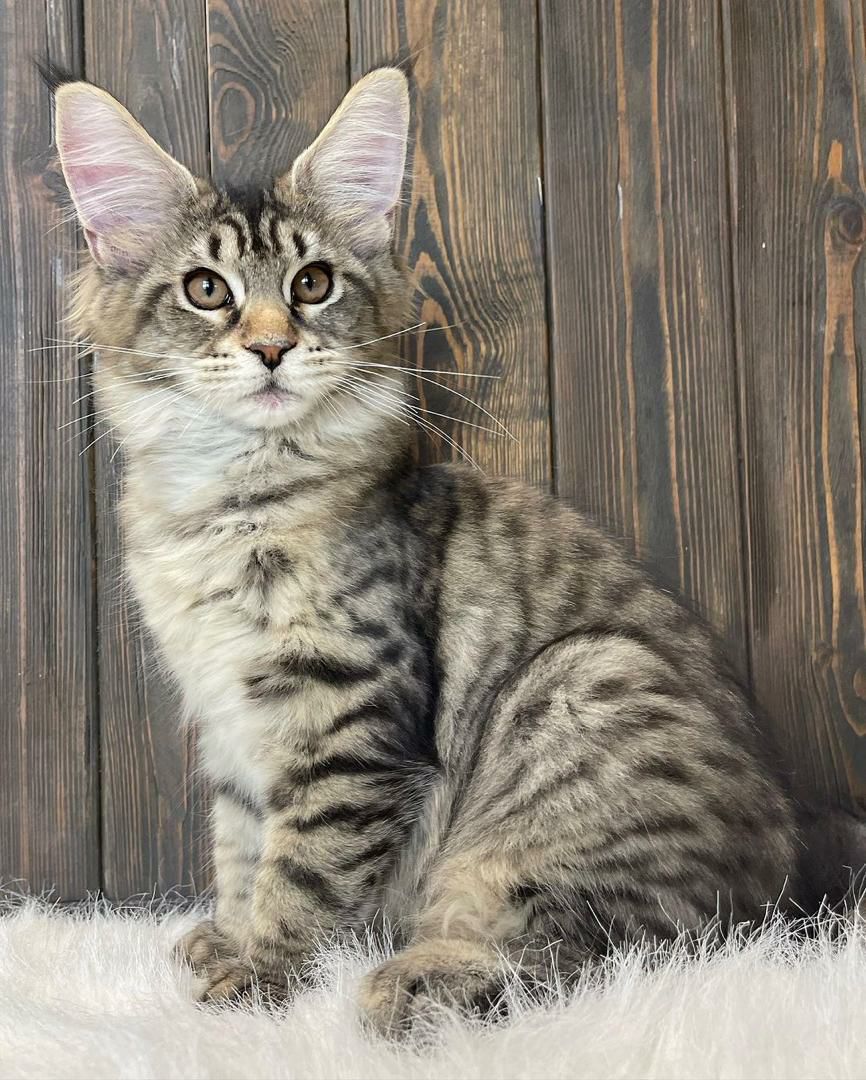 Leo – Maine Coon Kitten