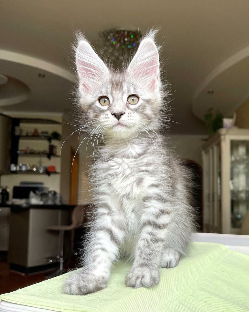 Lizzy – Maine Coon Kitten