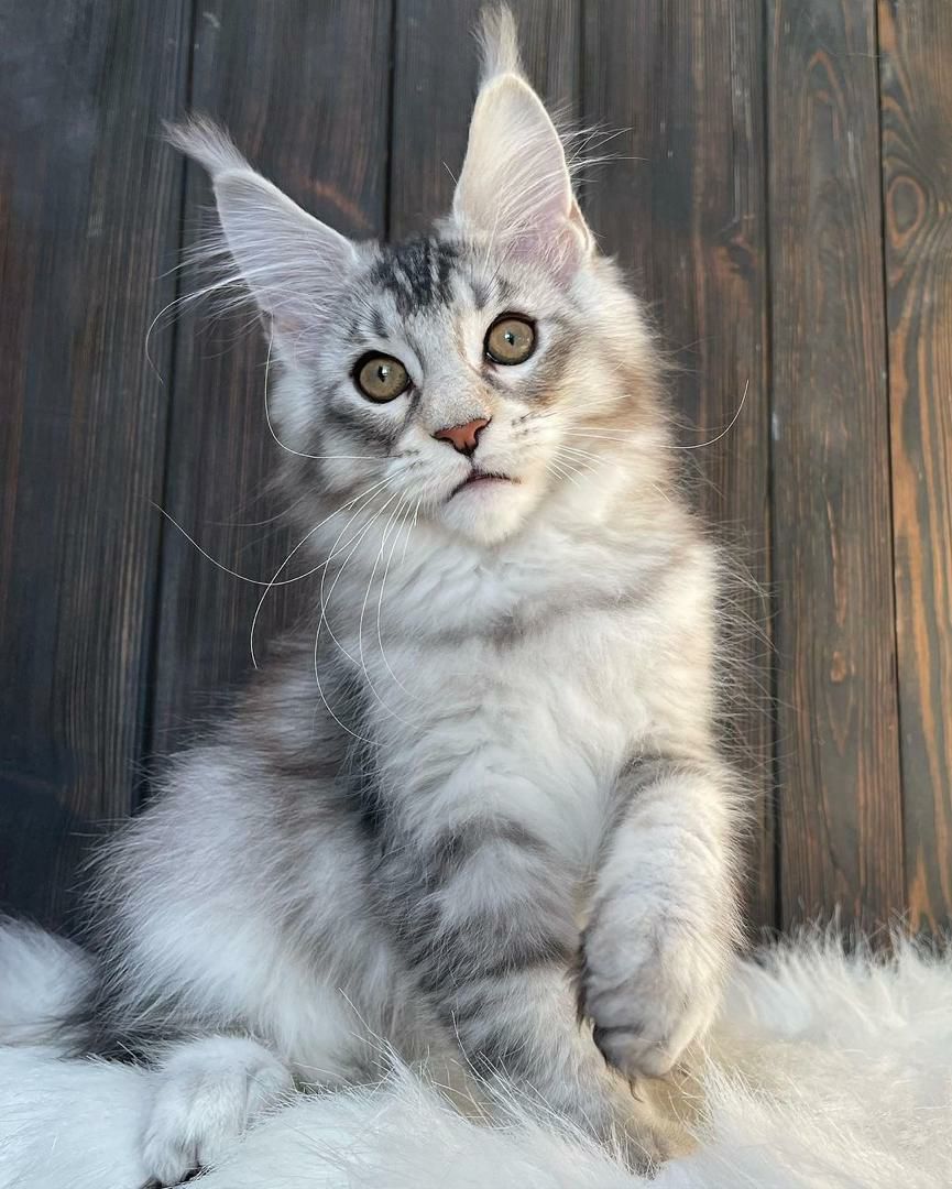 Maine Coon Kitten Luna