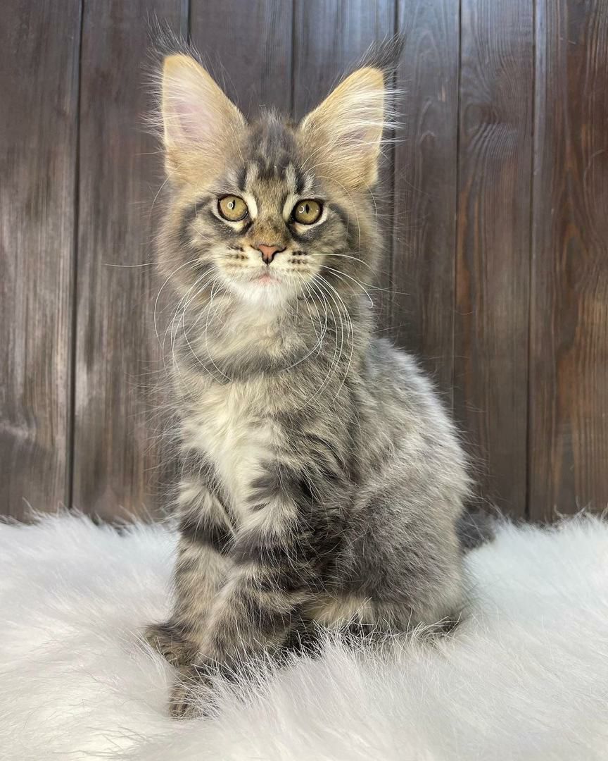 Rocky – Maine Coon Kitten
