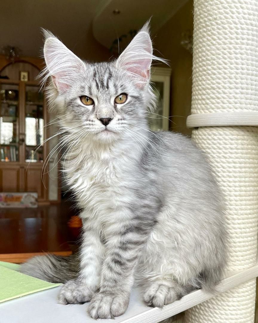 Maine Coon Kitten
