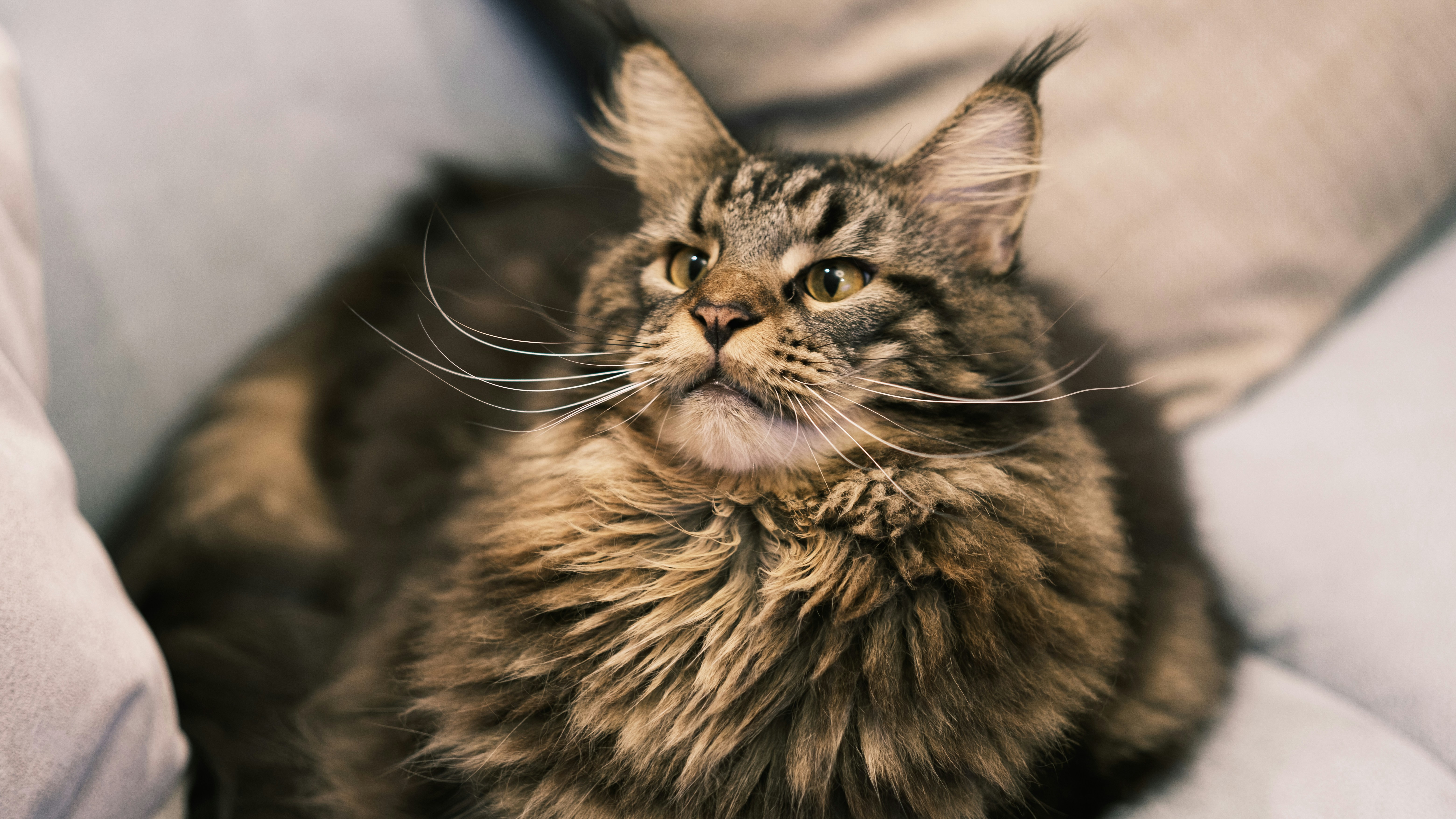 Milo - Sold