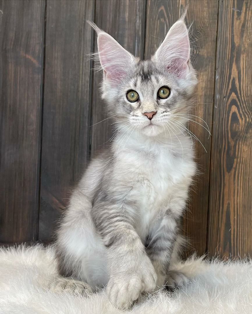 Royal Maine Coon