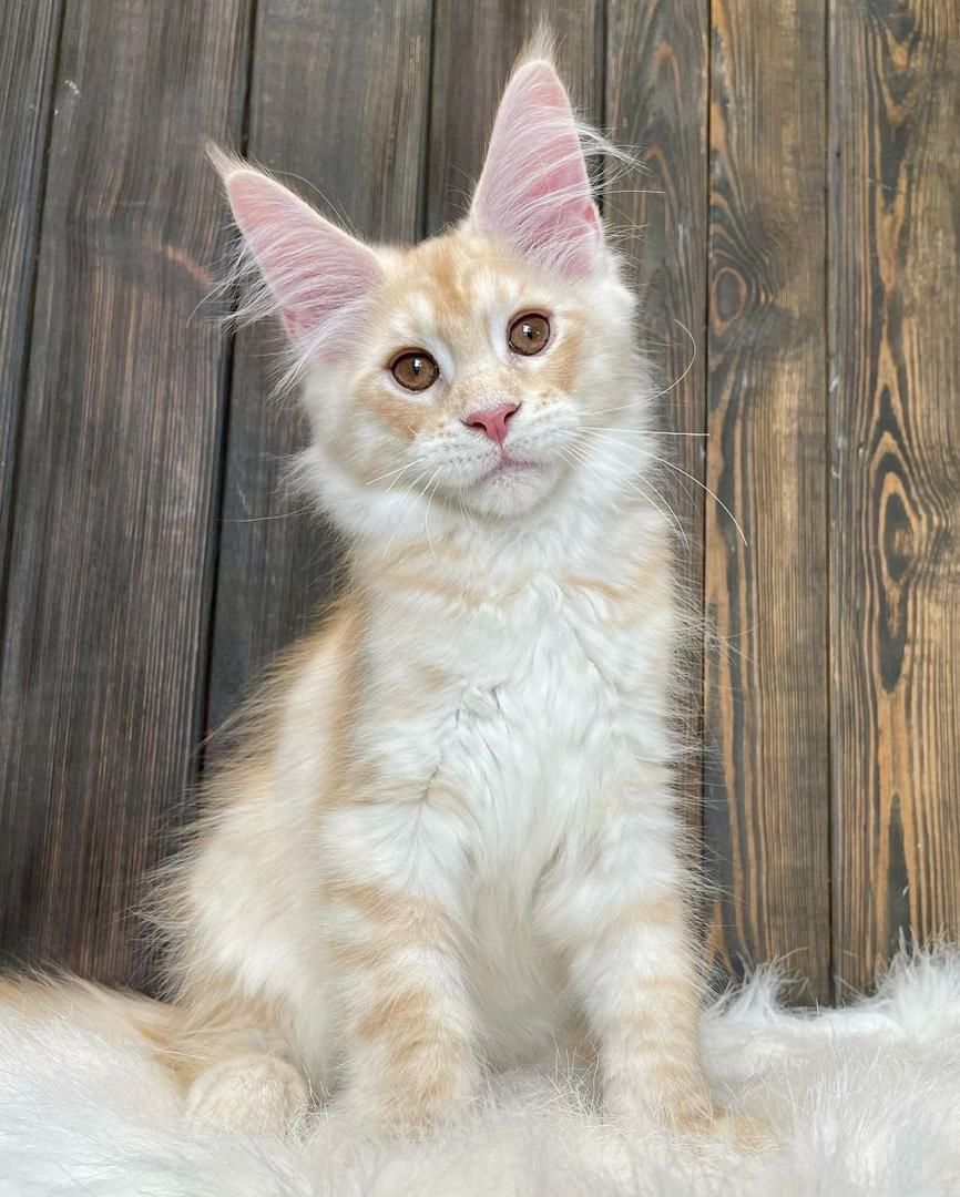 Zoe – Maine Coon Kitten